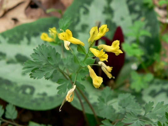 {Corydalis flavula}
